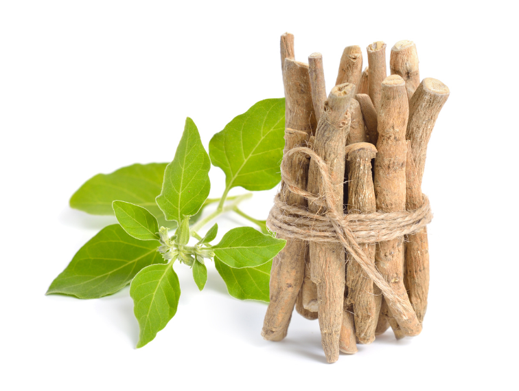 Ashwagandha Tea – A Human's Best Friend?!